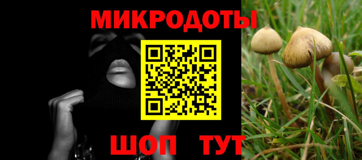 Псилоцибиновые грибы Psilocybe Родники